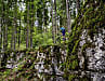 Die Trails in den Les-Coulmes-Wäldern bei Rencurel changieren zwischen sanftem Waldboden und sehr ruppigem Fels-Wurzel-Gemisch (Tour 2). 

