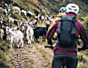 Immer im Einsatz für guten Käse: Eine Hundertschaft Ziegen beherrscht den Trail.