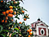 Piazza degli Aranci: Auf dem Marktplatz von Massa spenden Orangenbäume Schatten und Früchte.
