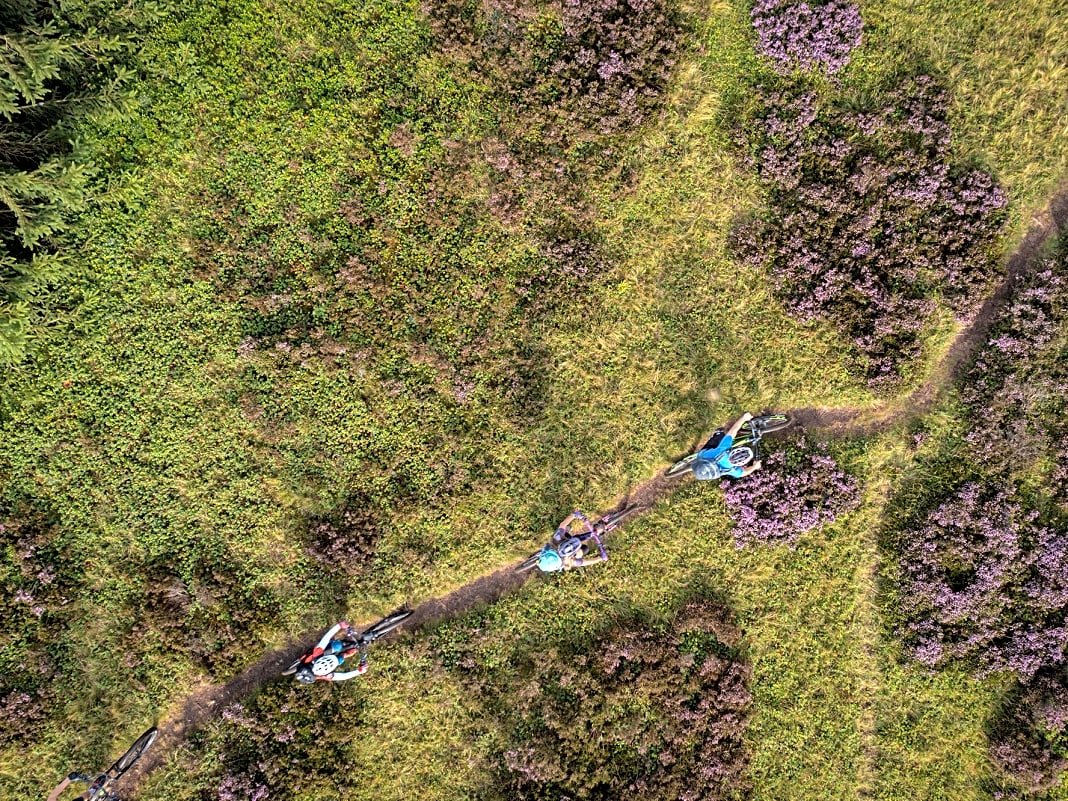 Sauerland ist Heideland. Die lilafarbenen Teppiche breiten sich im Spätsommer an der Niedersfelder Hochheide schier unendlich aus.