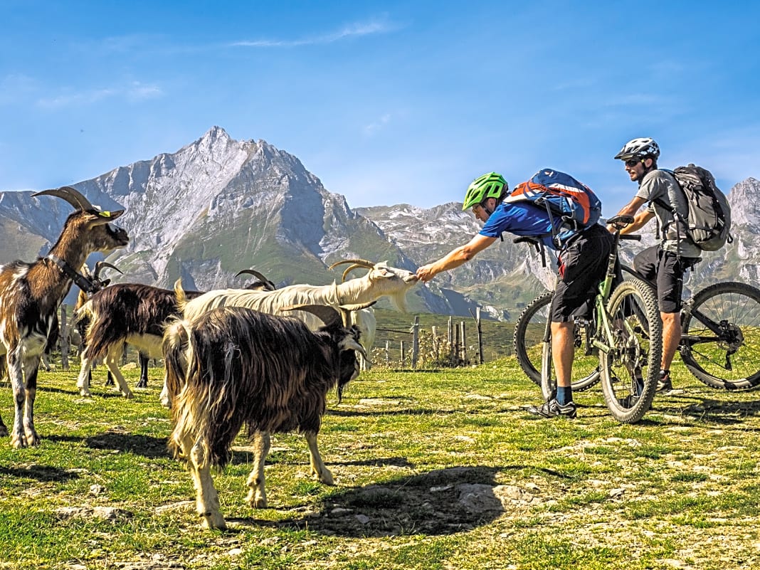 Ziegen und Kühe gehören in den Pyrenäen zum Landschaftsbild. Manche Tiere sind zutraulich und freuen sich über menschlichen Besuch, wie die Ziegen am Col de Cantau.

  
