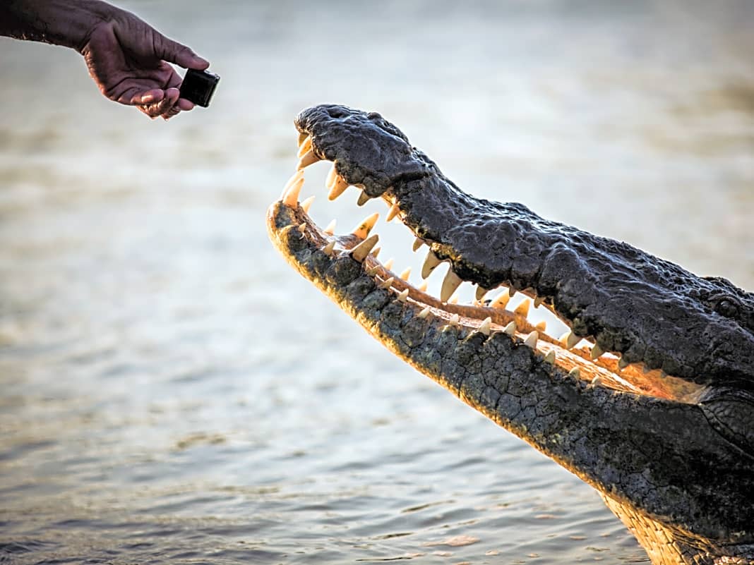 Ob das Krokodil sauer wird, wenn es merkt, dass das kein Huhn, sondern eine Kamera ist? 