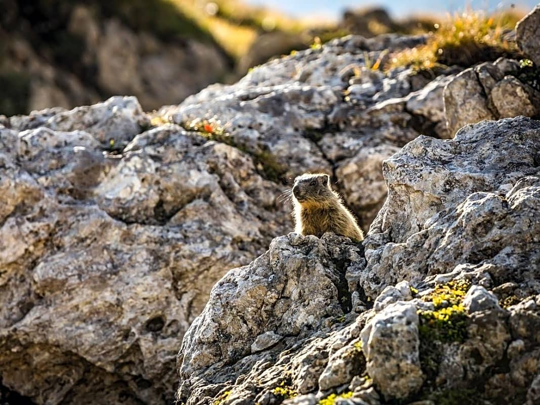 Suchbild: Ein neugieriger Beobachter versteckt sich zwischen den Felsen.
