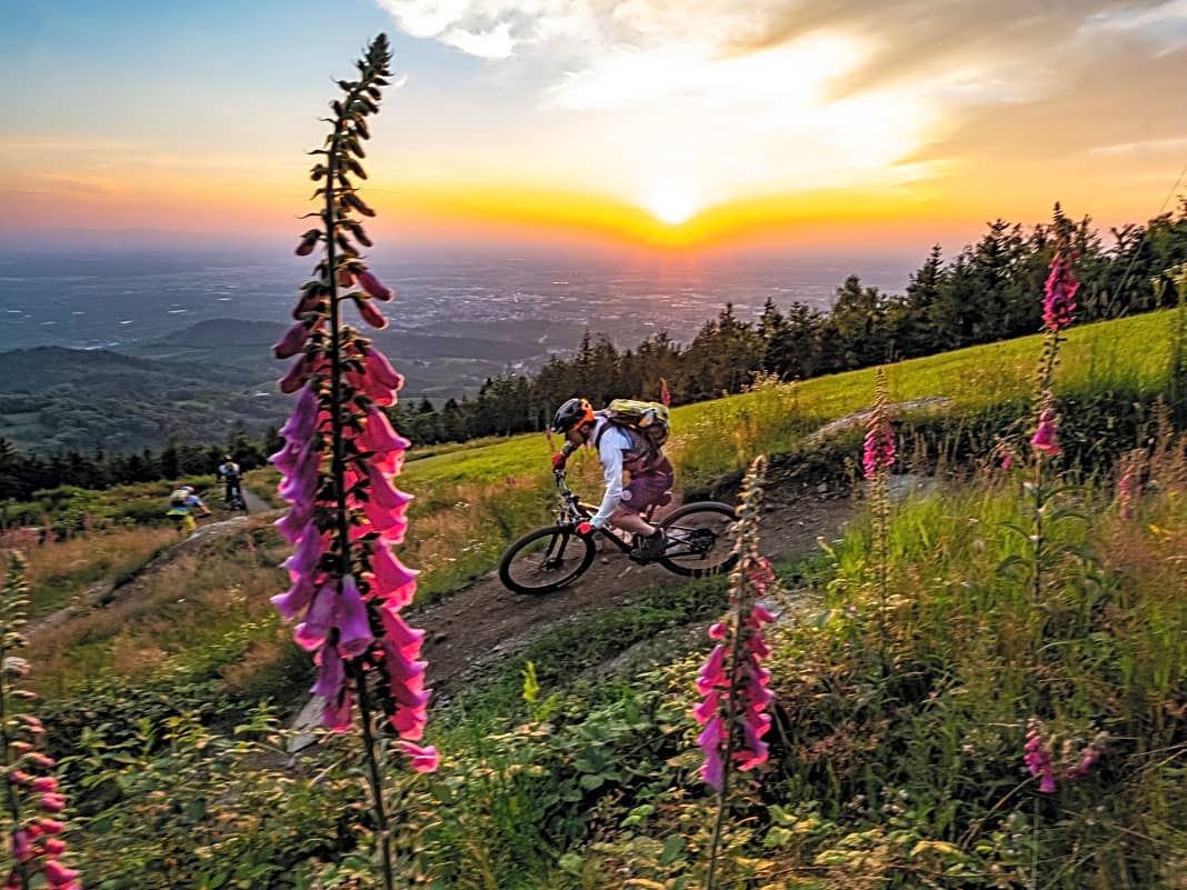Giftige Digi­talis-Blüten, ungif­tige Trails – die gebauten Strecken von Sasbachwalden bilden einen der längsten Trailparks Deutschlands.