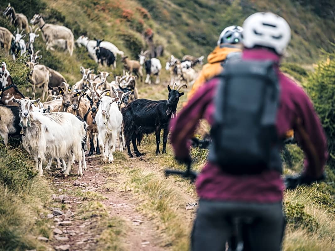 Immer im Einsatz für guten Käse: Eine Hundertschaft Ziegen beherrscht den Trail.