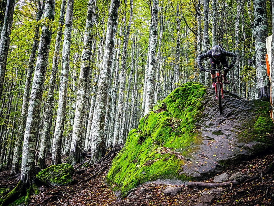 Leuchten weiß wie Birken: Die mystischen Buchenwälder am Monte Amiata gehören zu den größten des Landes.