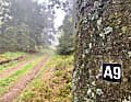 Die A9 von Nürnberg nach München kenne ich nur mit Stau, auf dem nebelverhangenen Wanderweg mit der Kennzeichnung des Sauerländischen Gebirgsvereins war's heute mucksmäuschenstill.

  