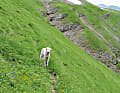 Ein Hund als spontaner Begleiter: die steilen Wiesenhänge am Monte Banditello hoch und auf

 der anderen Talseite wieder runter. Dort muss ihn sein Herrchen später abholen.