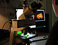 Ein Labormitarbeiter überprüft am Mikroskop, welche Bakterien-Arten in den Proben vorhanden sind.