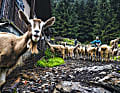 Zickenalarm: Eine Herde Ziegen waren die einzigen Lebewesen, denen wir hoch zum Passo Campo begegnen.