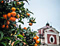 Piazza degli Aranci: Auf dem Marktplatz von Massa spenden Orangenbäume Schatten und Früchte.