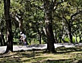 Wie schrundige Baumkobolde flankieren Korkeichen die Straße im Naturpark "de los Alcornocales".