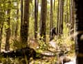 4. USA - Colorado-Trail: Von Denver nach Durango – der 400 Kilometer lange Colorado-Trail hat Kultstatus. Handtuchbreit und penibel von Trail-Bauern gepflegt, führt er quer über die Rocky Mountains. Dank eines Trailbooks lassen sich die Etappen gut planen. www.coloradotrail.org