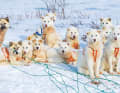 Unverwüstliche Schlittenhunde - sie garantieren ein pünktliches Ankommen durch Schnee und Eis