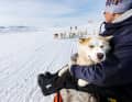 Ein unzertrennliches Paar in Grönland: Mensch und Hund