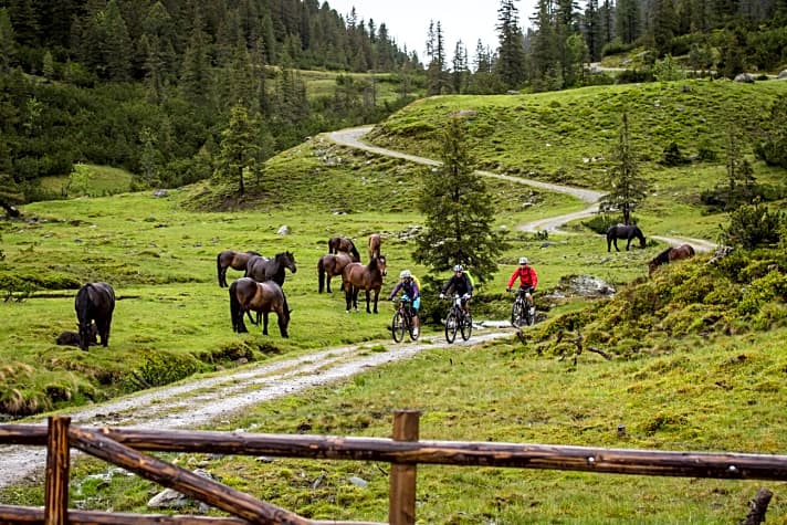   Auf den saftigen Almwiesen im Trattenbachtal fühlen sich auch Pferde besonders wohl.