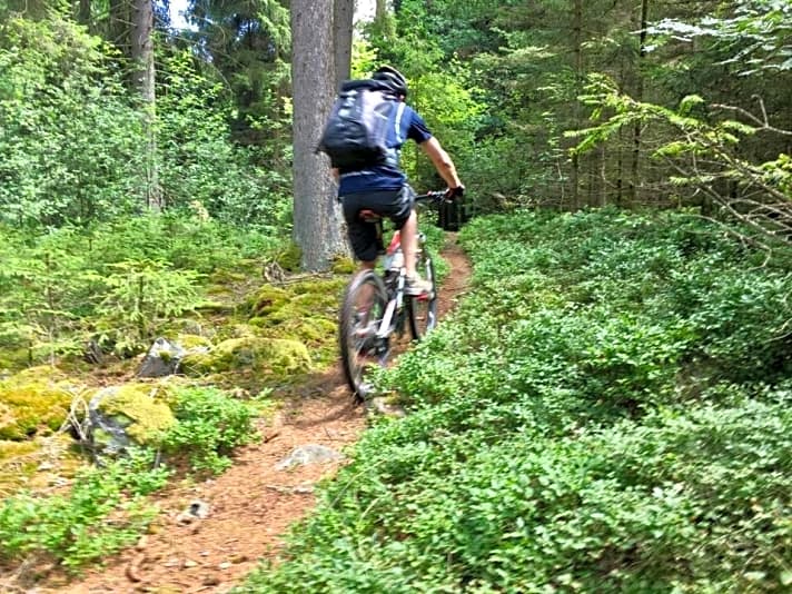   Typisch Oberpfälzer Wald: versteckte Trails auf weichem Waldboden.