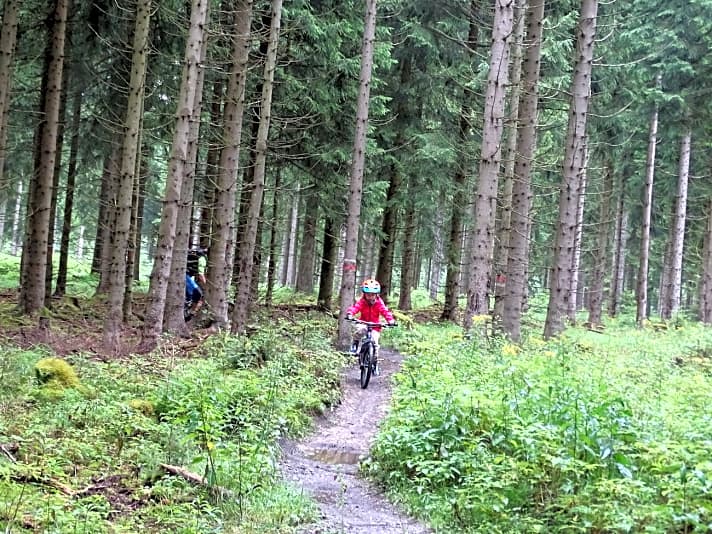   Schmale Trails ohne fiese Hindernisse: Ein super Einstieg ins Gelände-Biken.