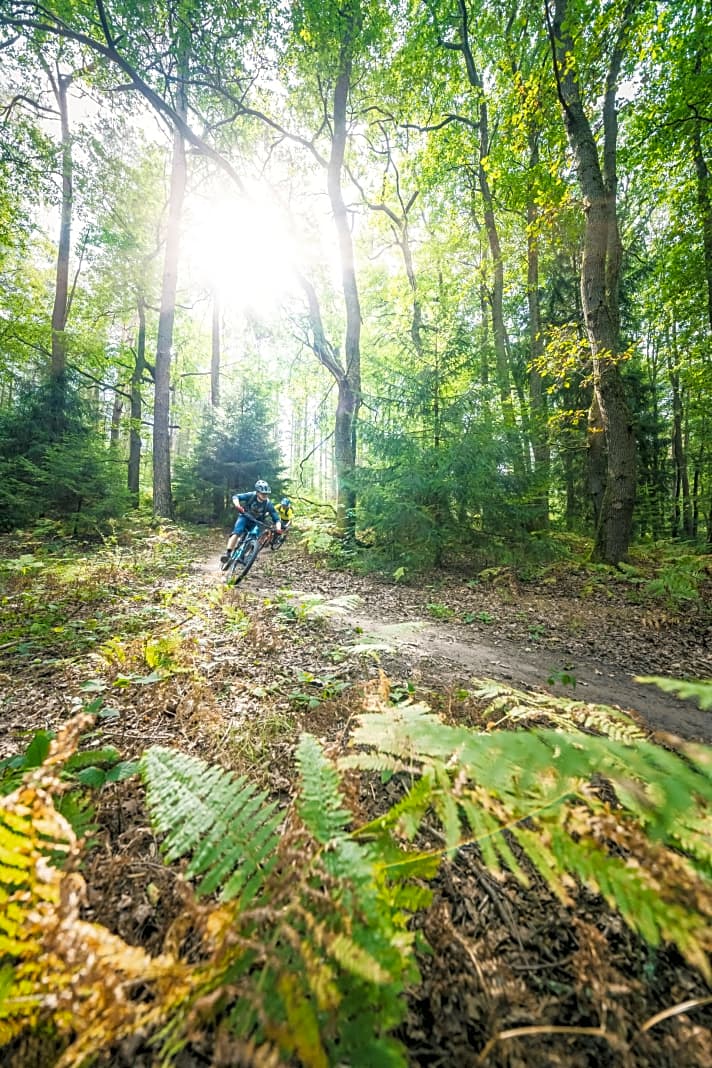   Goldgräberstimmung: Im Saarland stapften einst Bergleute Wege in den Wald, um zu den Kohleminen zu gelangen. Heute werden die kilometerlangen Naturpfade zum Biken genutzt – ein legales Trail-Paradies in Deutschland.