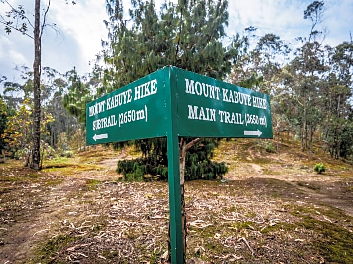 Am Mount Kabuye leben die Berggorillas, wegen denen die meisten Touristen kommen. Wir genießen dagegen den Trail. 