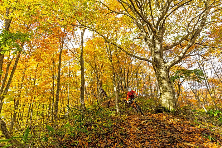 Der Herbst ist bunt und macht Trail-Biken noch spannender. Mit unseren Tipps zu Fahrtechnik, Bekleidung, Teilen und Zubehör kosten Sie ihn zu 100 Prozent aus. Seite 32.