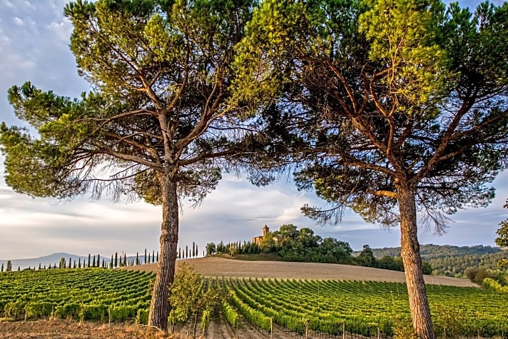   Landschaftskunst – Typisch Toskana: Zypressen und Pinien, Wein und Landgut