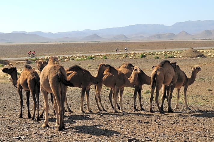   Auftauchen: Die ersten Dromedare auf der Reise! Am trockenen Südrand des Atlasgebirges ist die Sahara nicht mehr weit. 