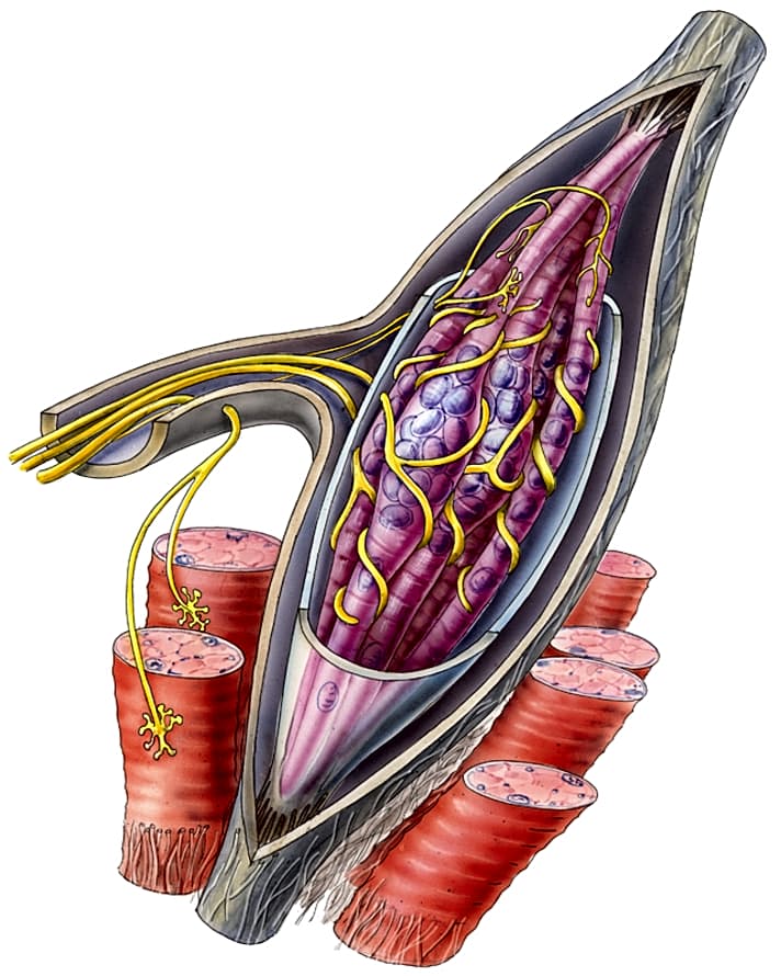   Drei bis zehn Muskelspindeln (violett) sind jeweils in Kapseln eingeschlossen und liegen parallel zur Arbeitsmuskulatur (rot). Die Muskelspindeln regeln über Nervenbahnen (gelb) die Anspannung der umgebenden Arbeitsmuskulatur. Im ermüdeten Muskel senden die Spindeln zu viele Signale an die Arbeitsmuskulatur, was dann zu Krämpfen führen kann. 