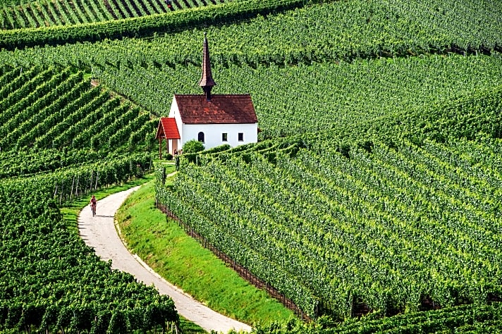   Wärmeinsel: In Deutschlands sonnigster Ecke fühlt sich nicht nur der Wein wohl.