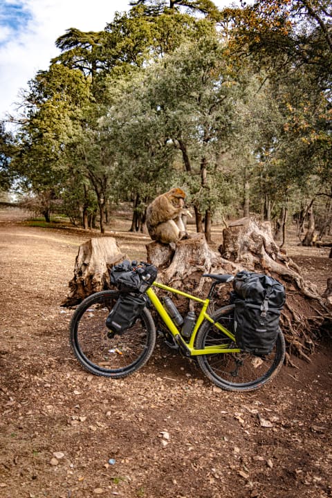 Ein Highlight war der Nationalpark Ifrane